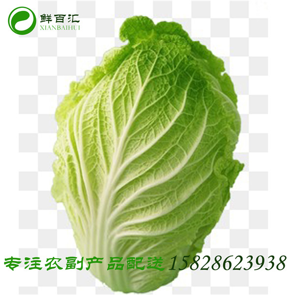 大白菜